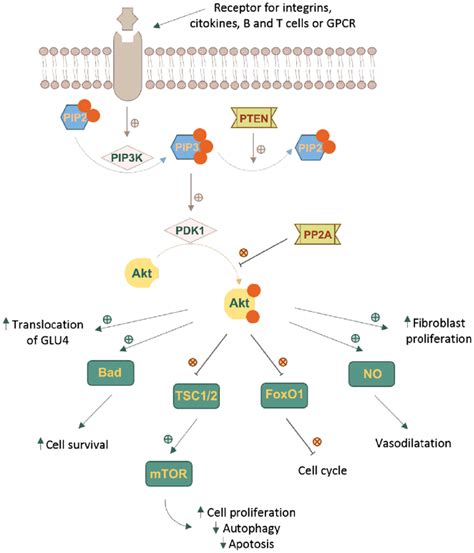 Regulation And Downstream Effects Of The Akt Signaling Pathway Download Scientific Diagram