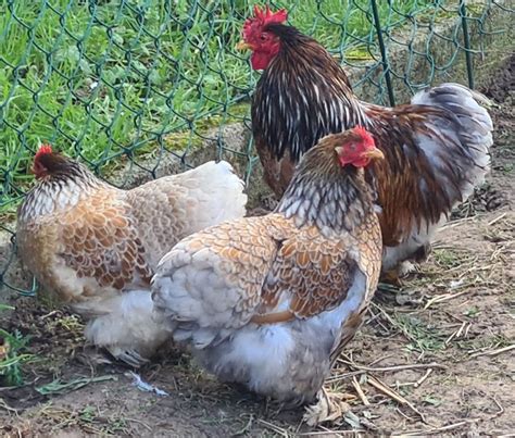 Œufs Fécondés de Pékins Poules Naines DORÉ LISERÉ BLEU RARE Coco Eco