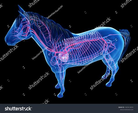 D Rendered Anatomy Equine Anatomy Vascular Stock Illustration