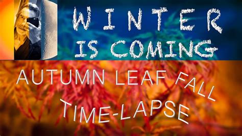 Winter Is Coming An Autumn Trees Leaf Fall Time Lapse Youtube