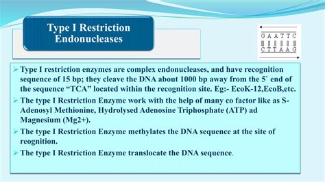 Restriction endonucleases | PPT