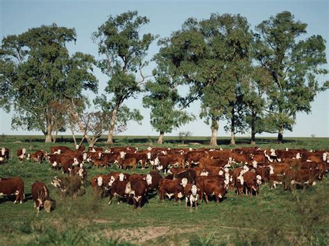 Ganadería de cría Cómo producen los más grandes CAMPO LVP