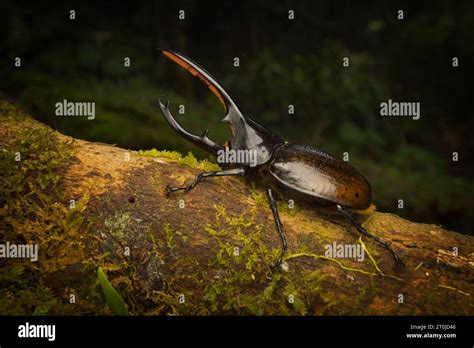 Dynastes Hercules Rhinoceros Beetle From Dynastinae Scarabaeidae The