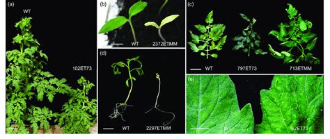 Representative Phenotypes Of Enhancer Trap Lines Altered In Vegetative