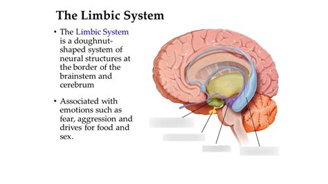 The Limbic System Diagram Quizlet