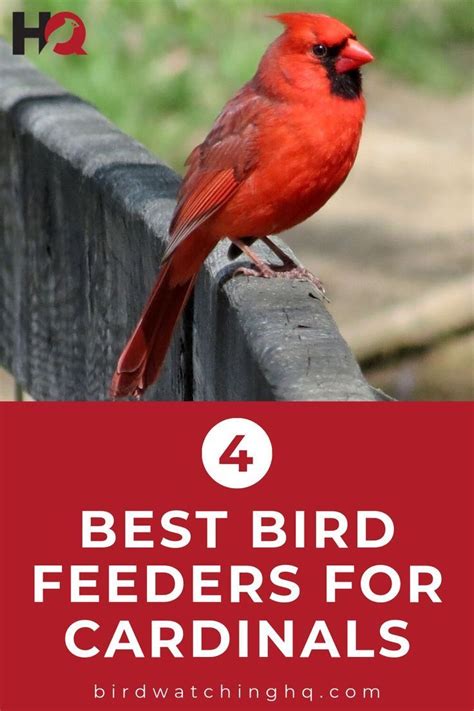 8 BEST Bird Feeders To Attract Cardinals 2024 Best Bird Feeders