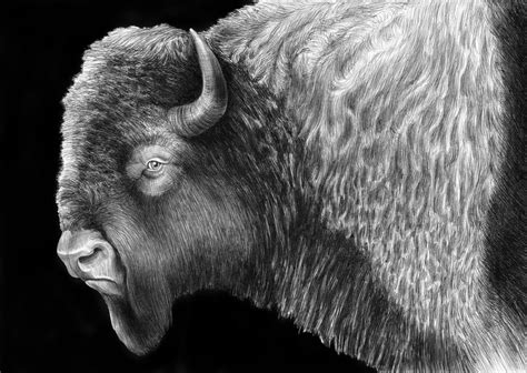 Post News: Detailed Animal Drawings Using Only Ink (20 Pics)