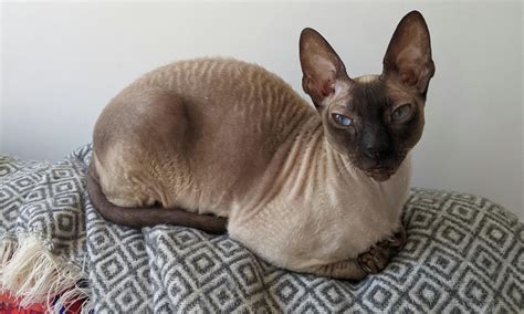 Cornish Rex