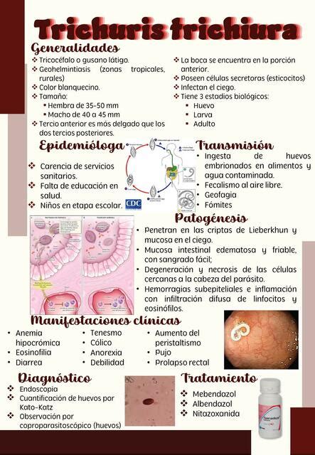 Trichuris Trichiura Ranita Cientifica UDocz