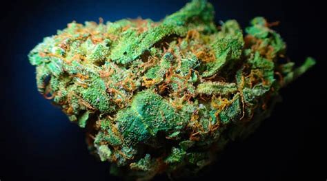 Sunset Sherbet Cannabis Strain [Updated Review]