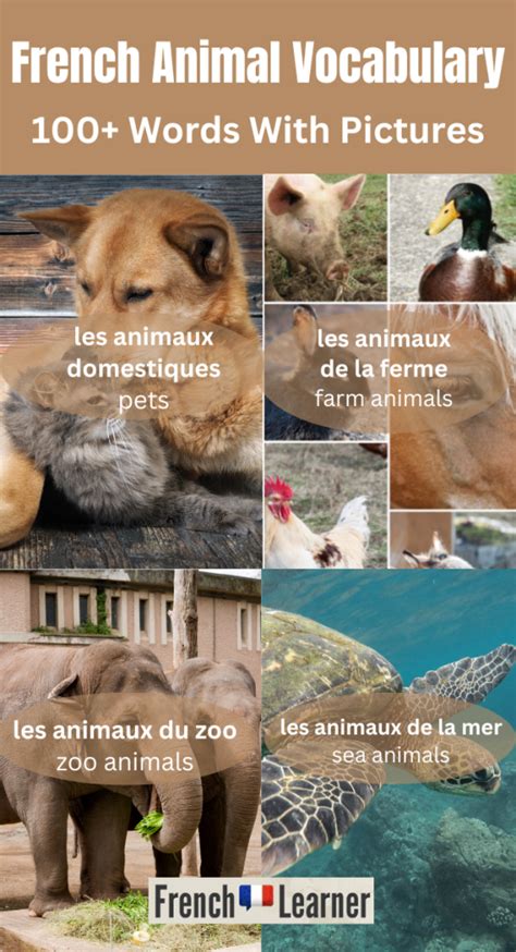 French Animal Names 100 Vocabulary Words With Pictures