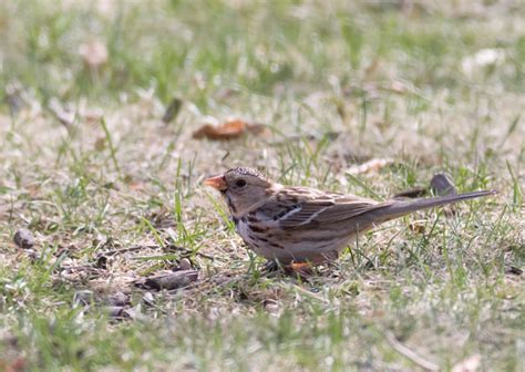 Bill Hubick Photography - Harris's Sparrow (Zonotrichia querula)