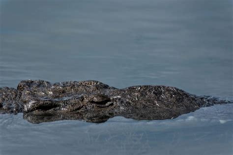 Cocodrilo Atractivo De La Laguna Nichupt