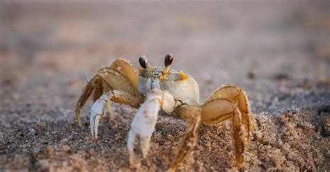 Ghost Crab Album On Imgur