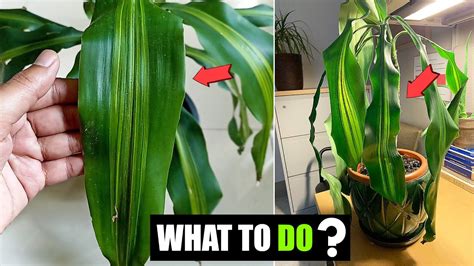 Corn Plant Leaves Drooping And Curling Dracaena Leaves Drooping Youtube