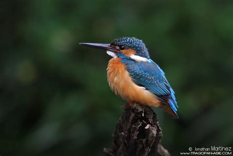 Common Kingfisher Alcedo Atthis Ssp Bengalensis Tragopan Asie