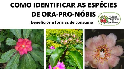 Como Identificar As Esp Cies De Ora Pro N Bis Beneficios E Formas De