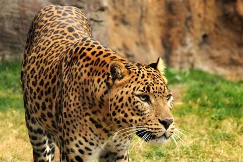 Leopardo africano o Panthera pardus pardus Características hábitat