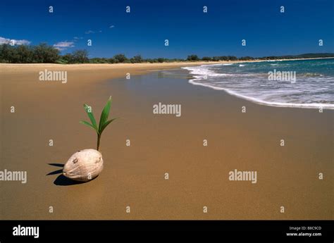 Germinating Coconut Hi Res Stock Photography And Images Alamy