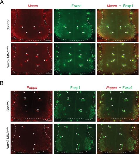 Figures And Data In Control Of Spinal Motor Neuron Terminal