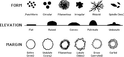 Microbiology Colony morphology Flashcards | Quizlet