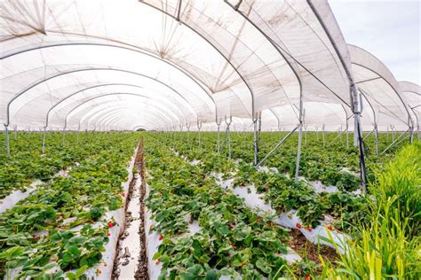 Vivero De Fresa Fresas En Cultivo En Invernaderos Imagen De Archivo