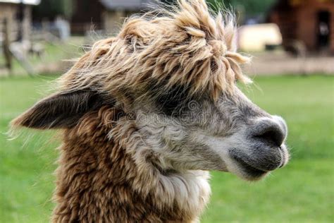 Alpaca And Llama With Funny Hairstyle Stock Image Image Of Baby