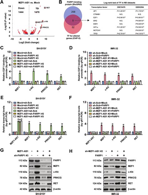 Mzf As Increases E F Target Gene Expression Through Parp A