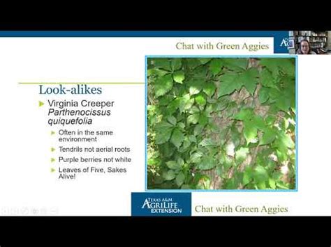 20200903 Chat With Green Aggies Poison Ivy Management Vitex Fall