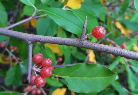 Autumn Olive Foraging For Autumnberries