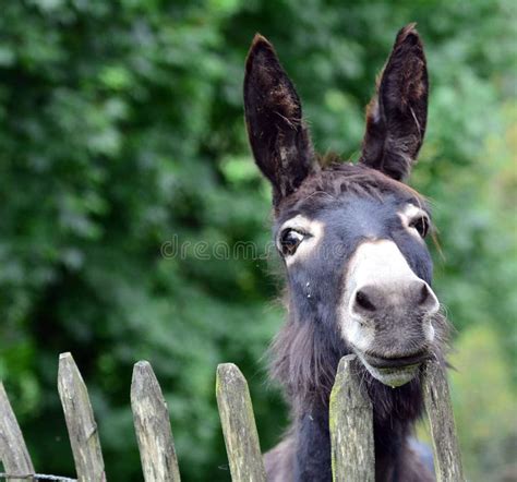 216 Donkey Looks Stock Photos Free And Royalty Free Stock Photos From