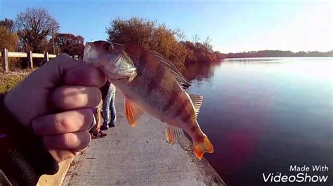 Session pêche carnassier perches au drop shot YouTube