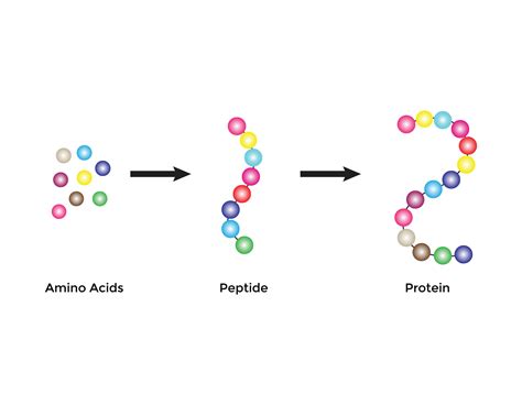 Scientific Designing Of Biochemical Structure Of Amino Acids Peptides