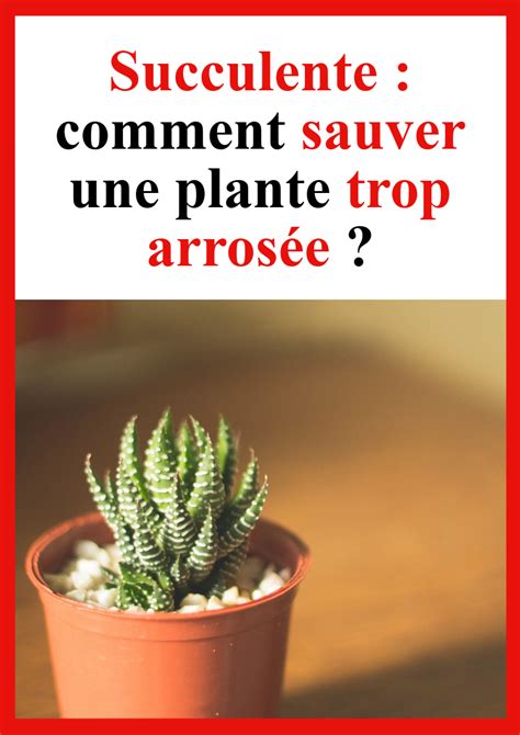 Succulente comment sauver une plante trop arrosée Green life