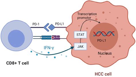 CD8 T Cells Upregulate PD L1 Expression In Tumor Cells CD8 T Cells