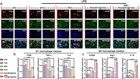 In Vitro M1 To M2 Polarization Of Macrophages Induced By Pdamtxtsg