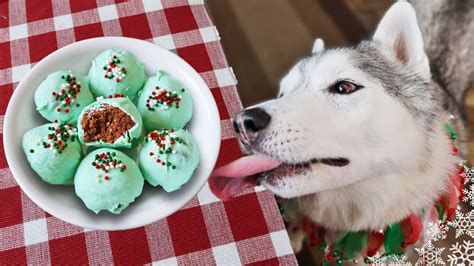 We Made Truffles For Dogs 🎄 Diy Dog Treats For Christmas Youtube