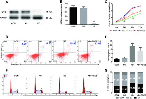 Silencing Mtdh Inhibited Proliferation Induced Apoptosis And Arrested