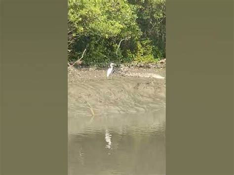 natural view of sundarban @SUNDARBANVLOG @LifeOfCrocodile #crocodile # ...