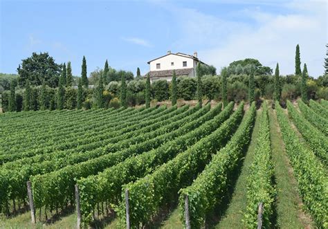 Vendemmia In Toscana Gli Appassionati Di Vino Vivono La Vendemmia