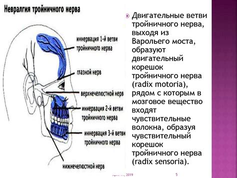 Функции тройничного нерва. Методы исследования - презентация онлайн