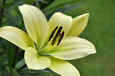 White Lilium Free Photo Download | FreeImages