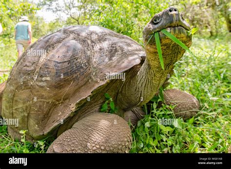 Tortuga gigante de Galápagos Chelonoidis nigra comiendo hierba