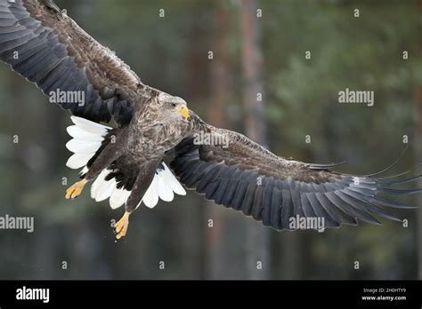 White-tailed Eagle in flight closeup. Eagle wings wide open. Eagle spread wings Stock Photo - Alamy