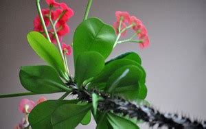 xuong rong  canh  loai xuong rong duoc nguoi viet ua thich thuong
