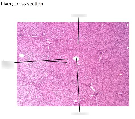 Liver Cross Section Diagram Quizlet