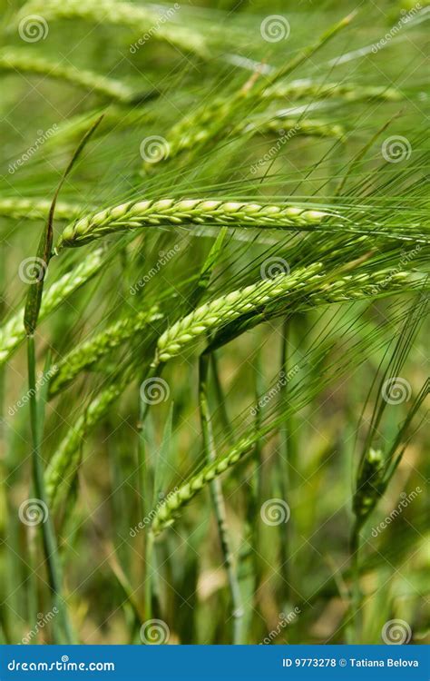 Green Ears Of A Rye Stock Photo Image Of Field Maturing 9773278