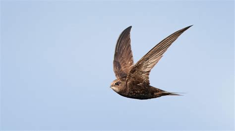 Scientists Have Found That The Birds Can Stay In The Air For Months