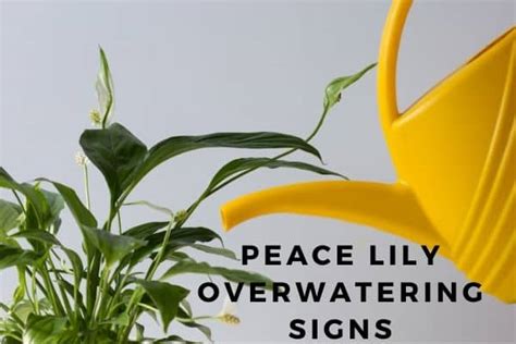 Signs Of An Overwatered Peace Lily And How To Revive It Gardenine