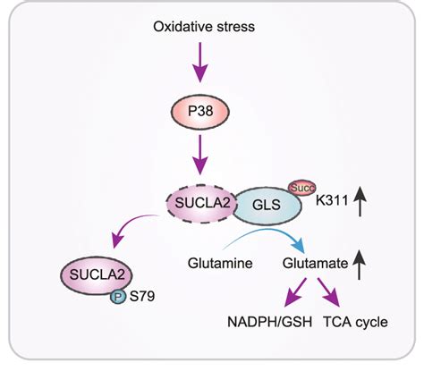 A Schematic Depicts The Mechanism Underlying Sucla Coupled Regulation